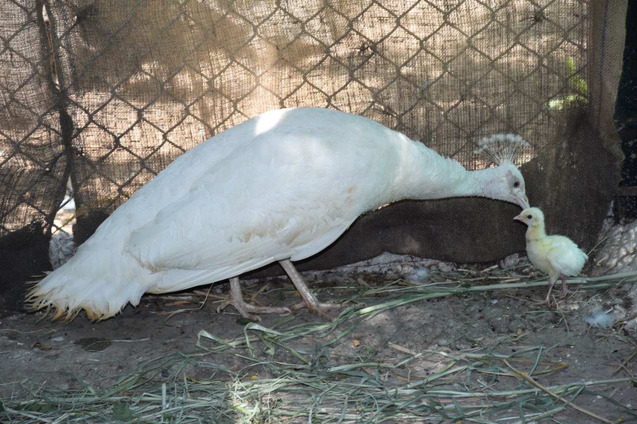 27 animals in nehru zoo park adopted by gland pharma company