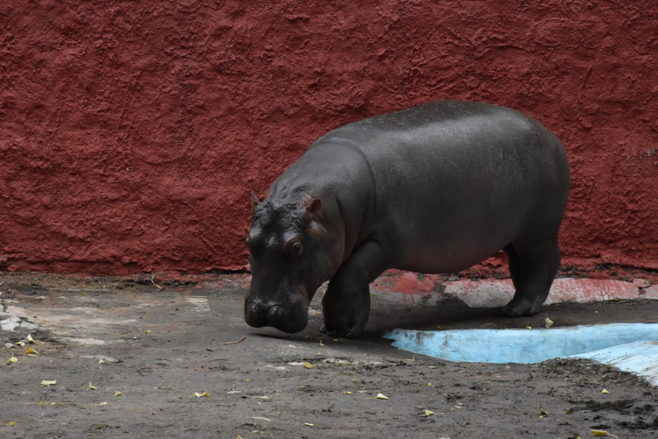 27 animals in nehru zoo park adopted by gland pharma company