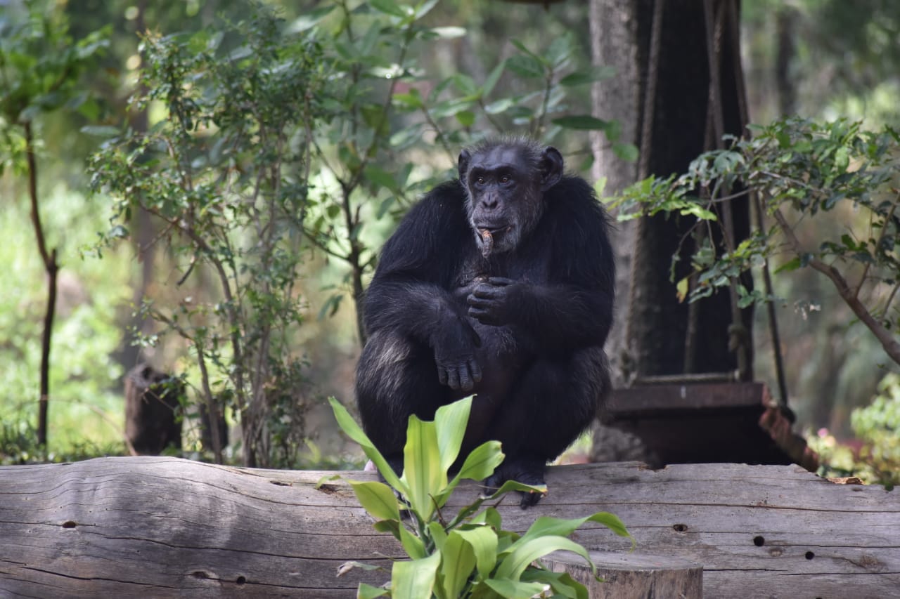 27 animals in nehru zoo park adopted by gland pharma company