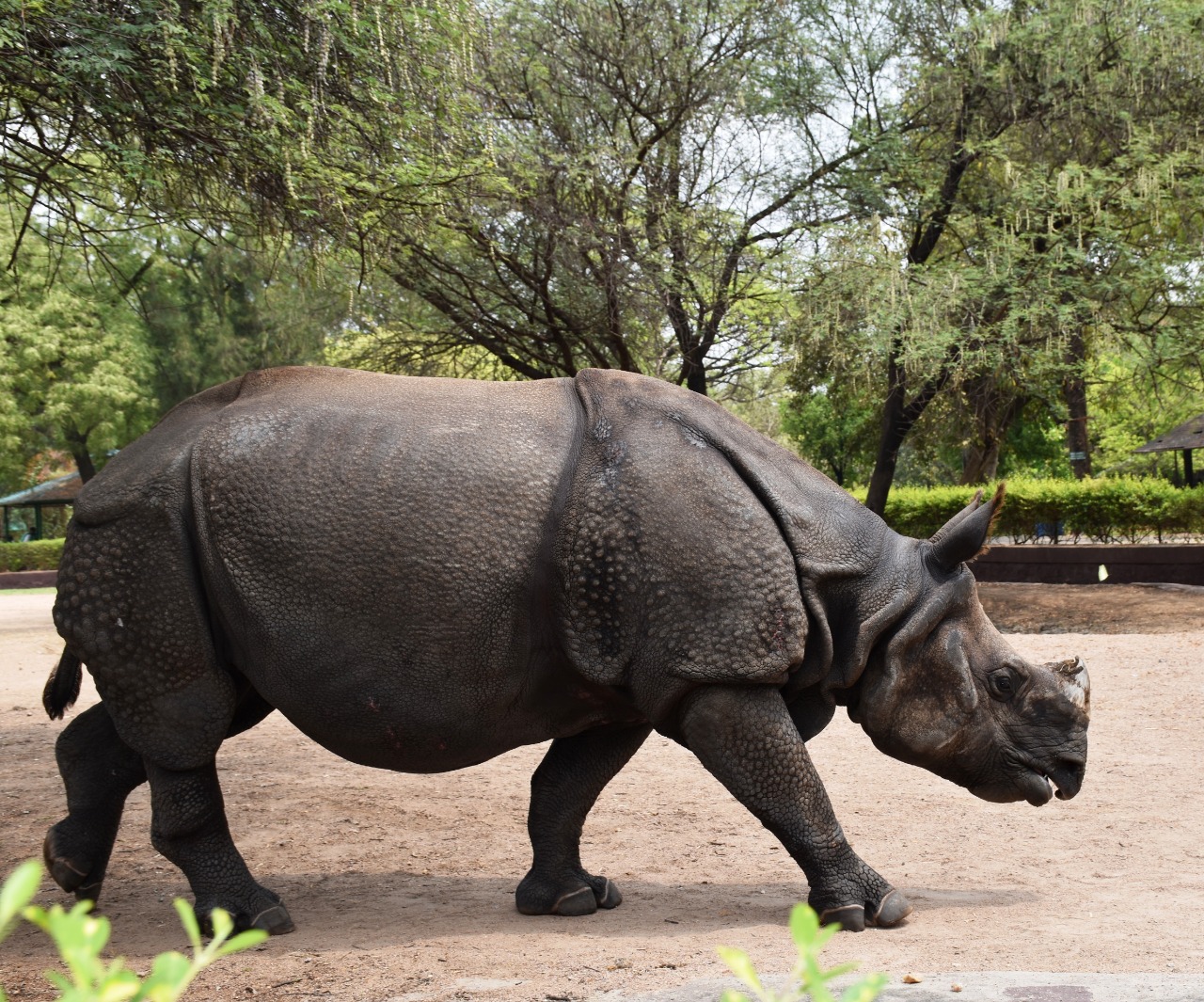 27 animals in nehru zoo park adopted by gland pharma company