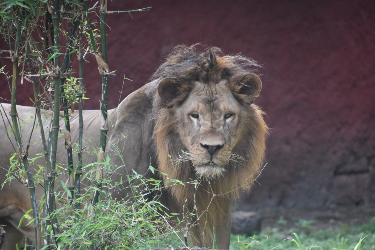 27 animals in nehru zoo park adopted by gland pharma company