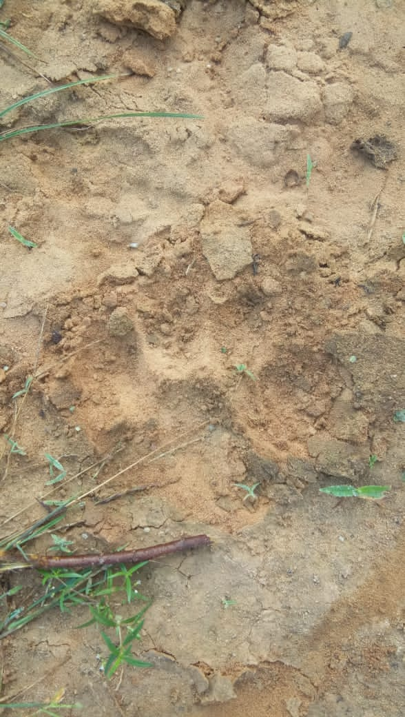 tiger attacked on a calf in Kothagudem District