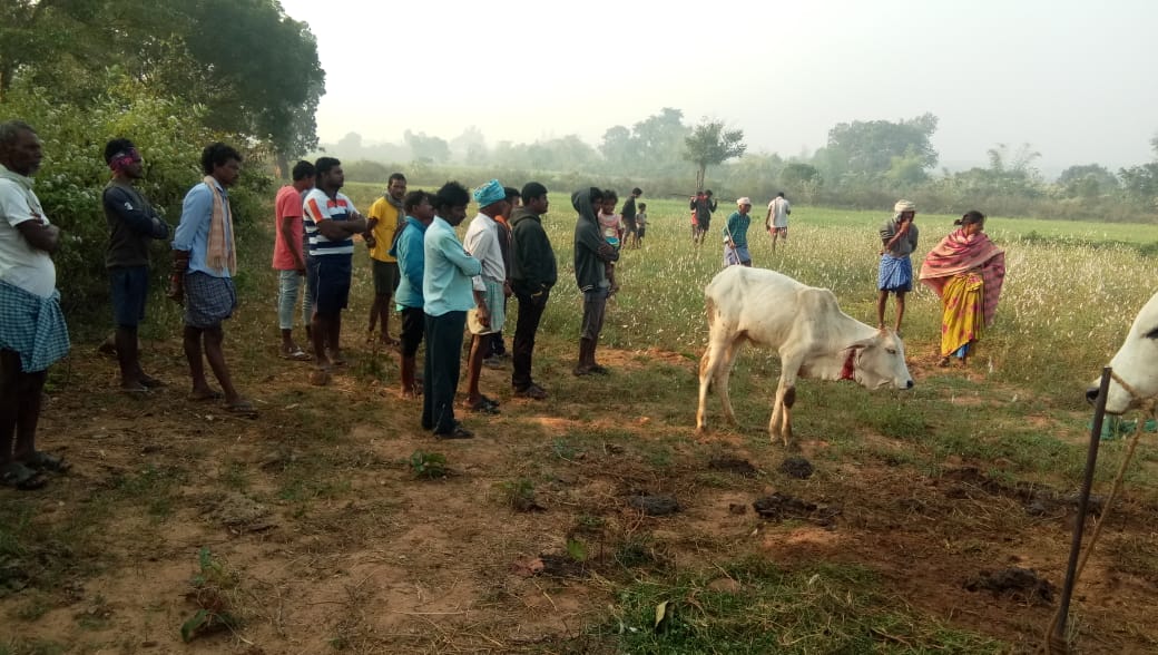 tiger attacked on a calf in Kothagudem District