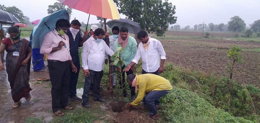 zp chairmen planted plants in heavy rain at mittapalli village