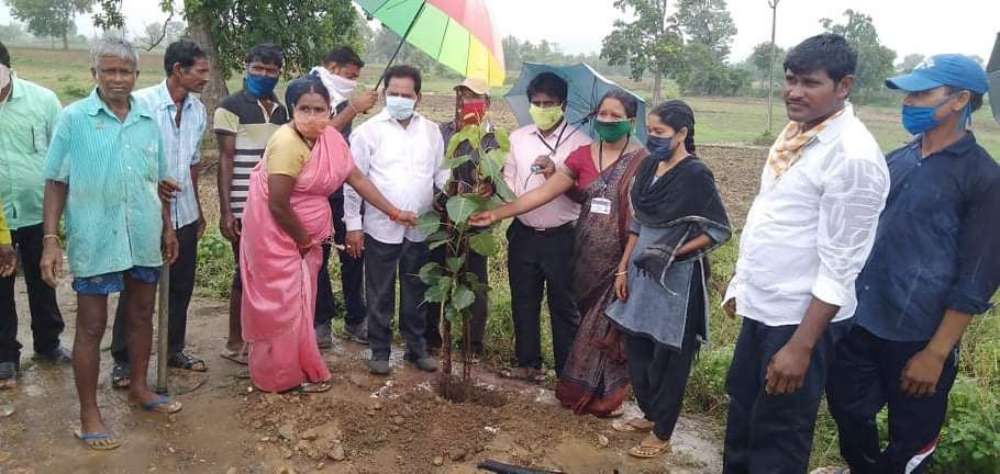 zp chairmen planted plants in heavy rain at mittapalli village