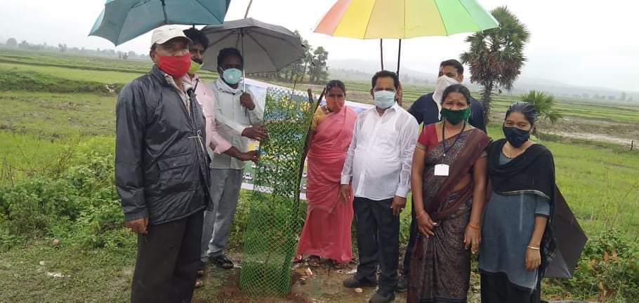 zp chairmen planted plants in heavy rain at mittapalli village