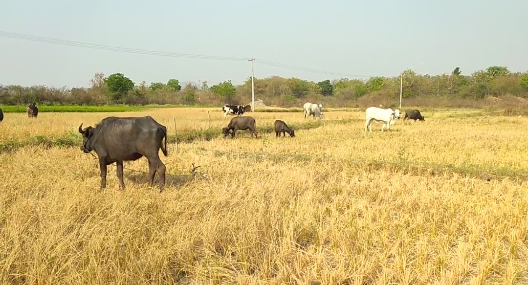 farmers protest for water at warangal urban