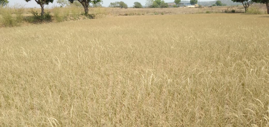 farmer suicide in kundanavanipalli