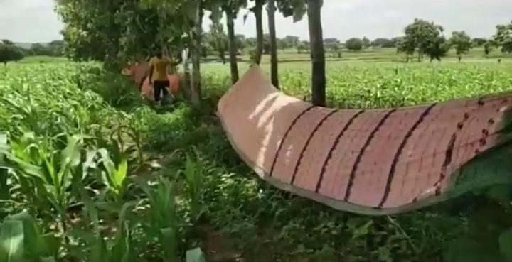 husnabad farmers controlling monkeys with arranging flexies in crops