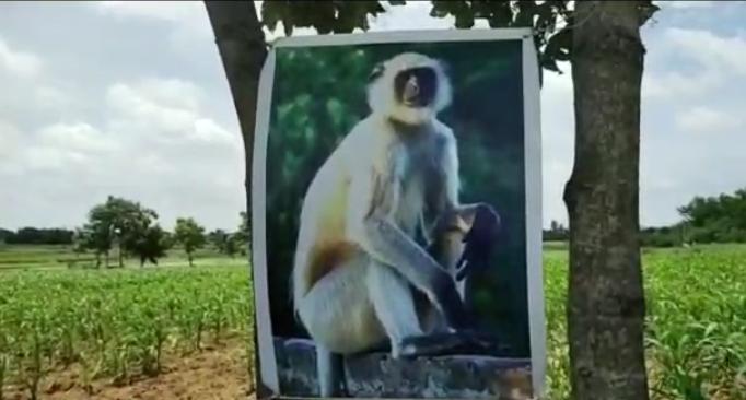 husnabad farmers controlling monkeys with arranging flexies in crops