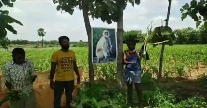 husnabad farmers controlling monkeys with arranging flexies in crops