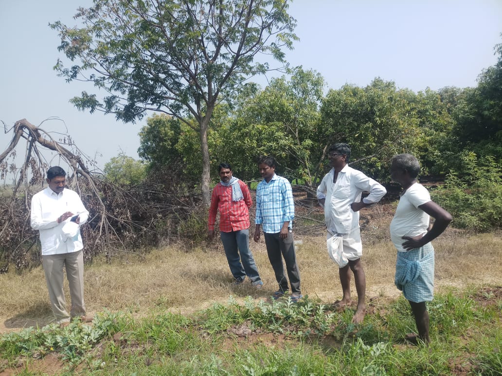 leopard in fields in choppadandi mandal in karimnagar district