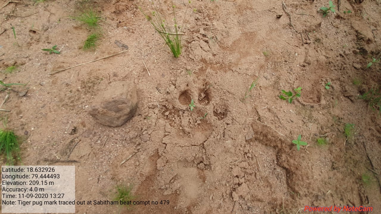 tiger roaming in Raghavpur mound .. Locals in panic