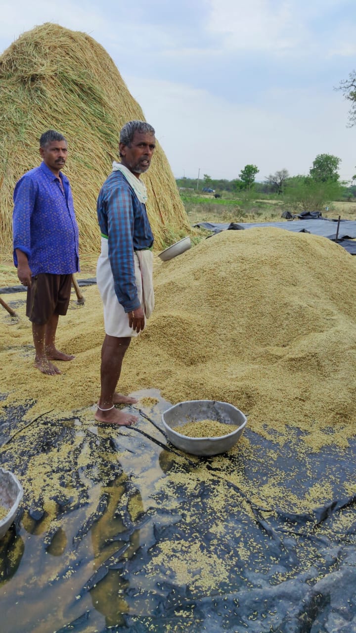 premature rain in rajanna siricilla district