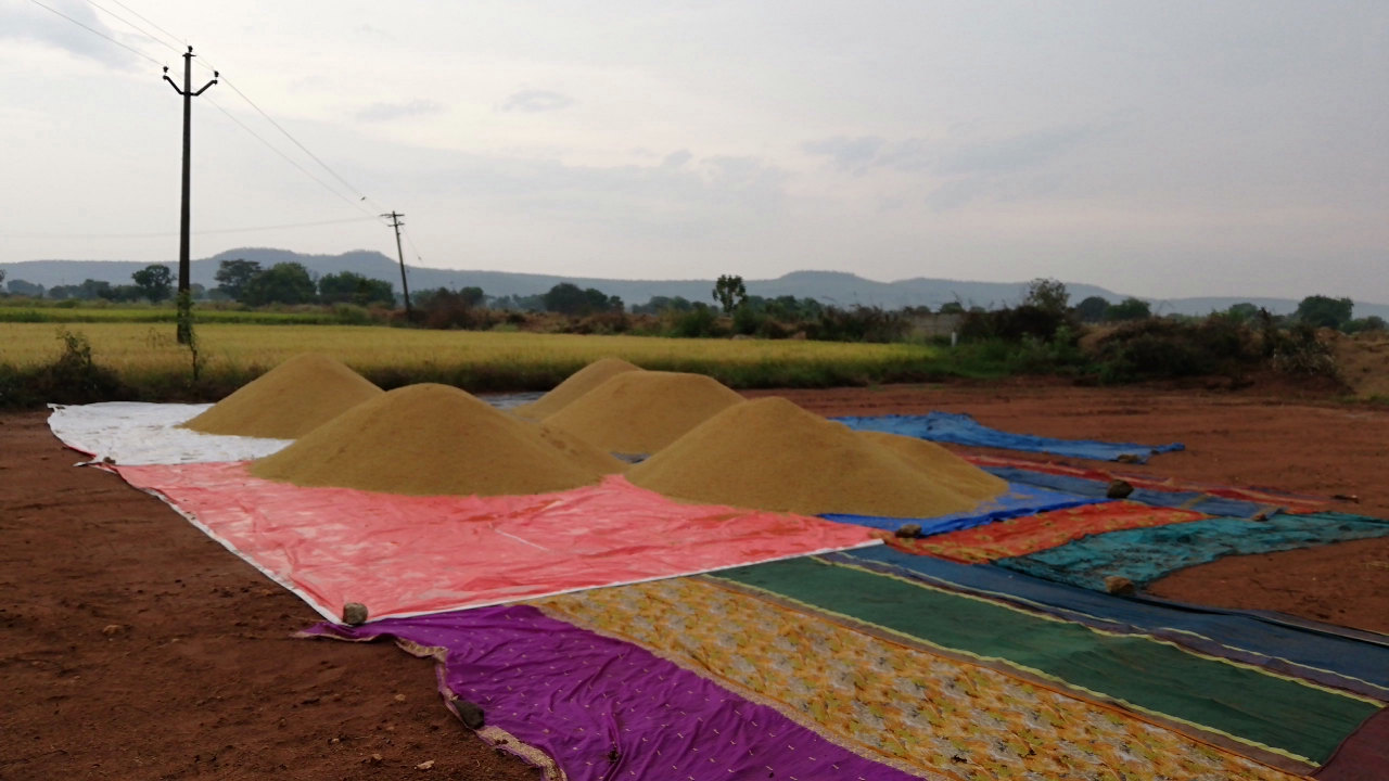 GRAIN STAINED IN IKP CENTERS DUE TO RAIN