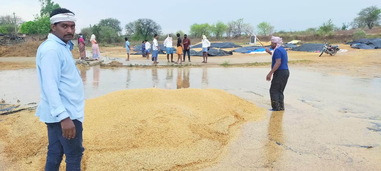 GRAIN STAINED IN IKP CENTERS DUE TO RAIN