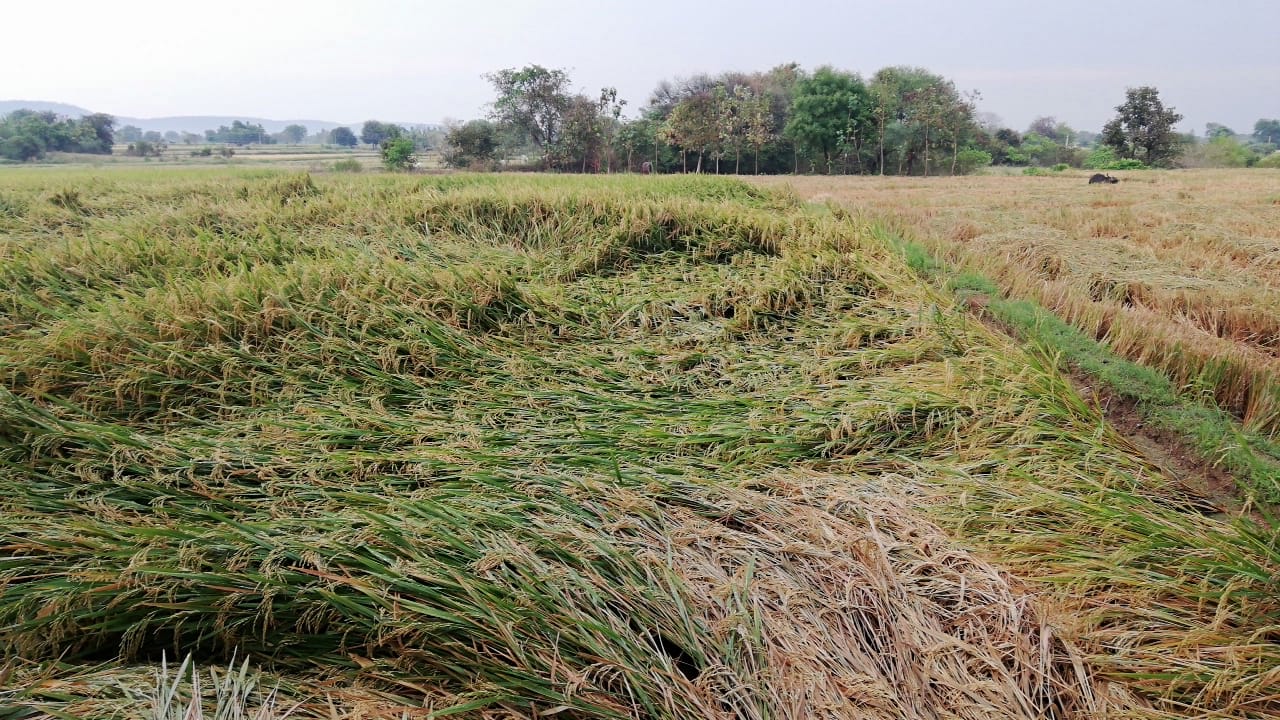 GRAIN STAINED IN IKP CENTERS DUE TO RAIN