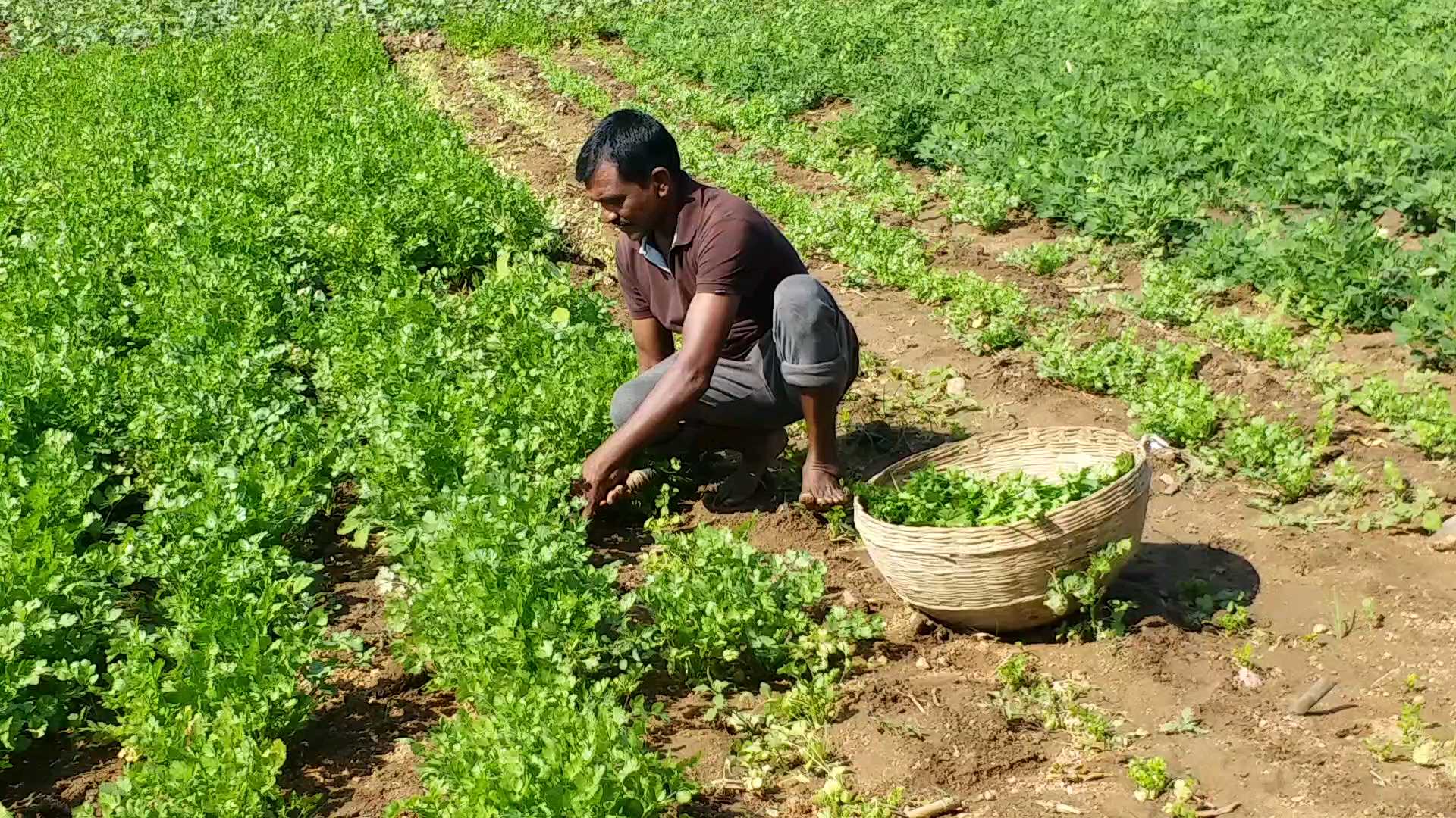 organic farming, jagtial, best farmer