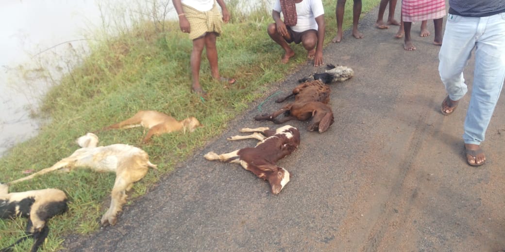 100 sheep were washed away in Itikala pond in Jogulamba Gadwala district