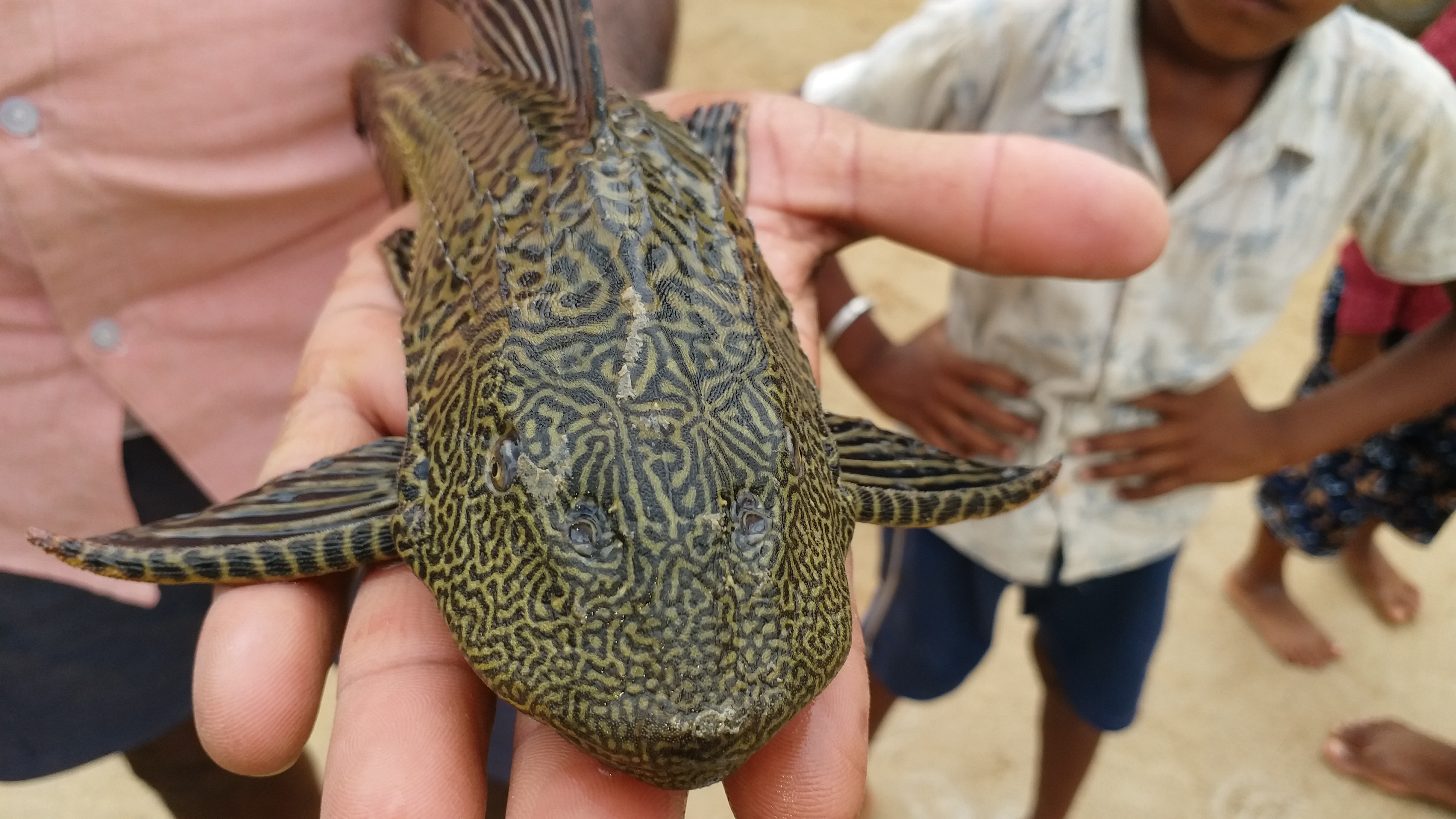 Fishermen found a strange fish