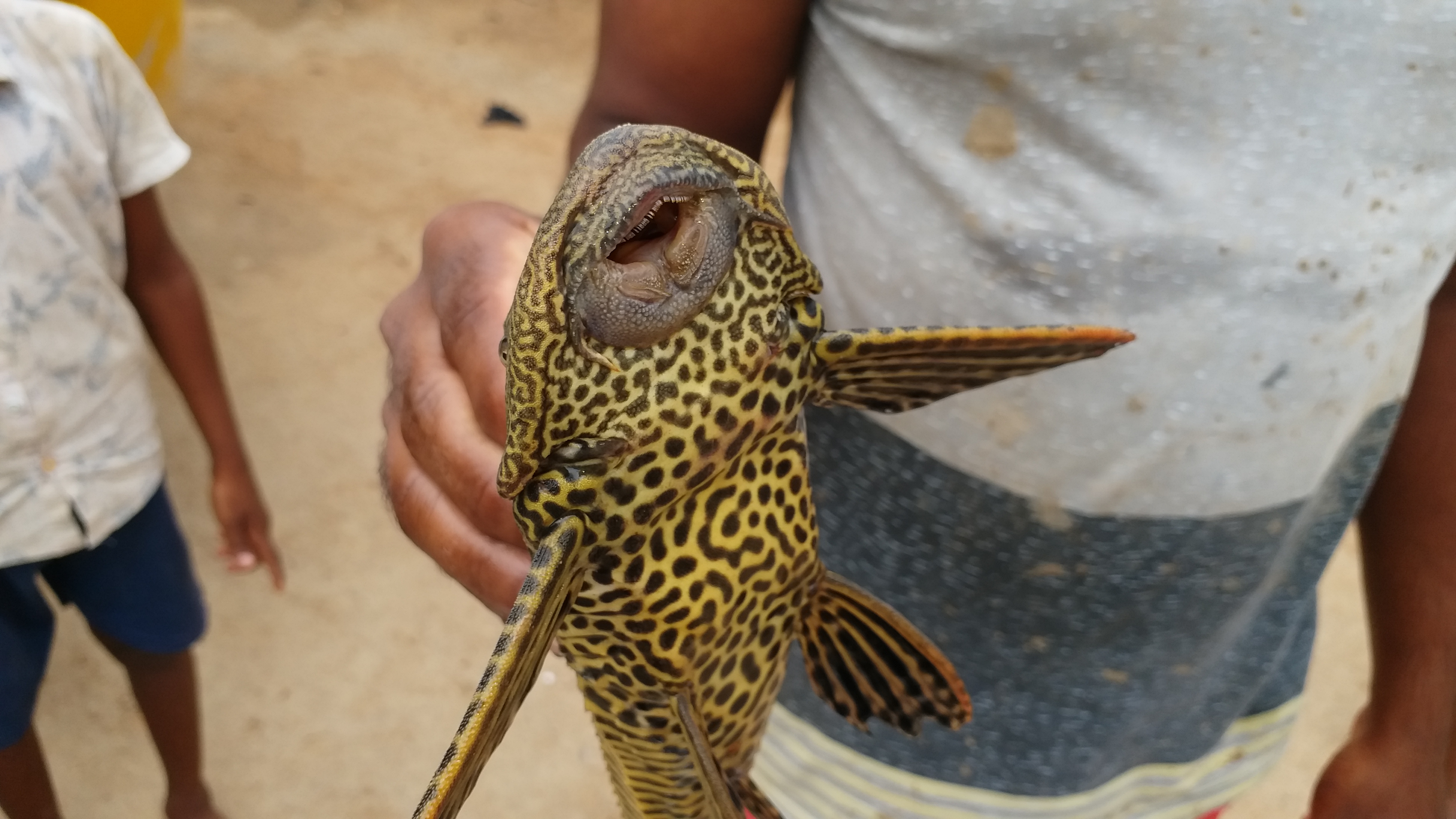 Fishermen found a strange fish