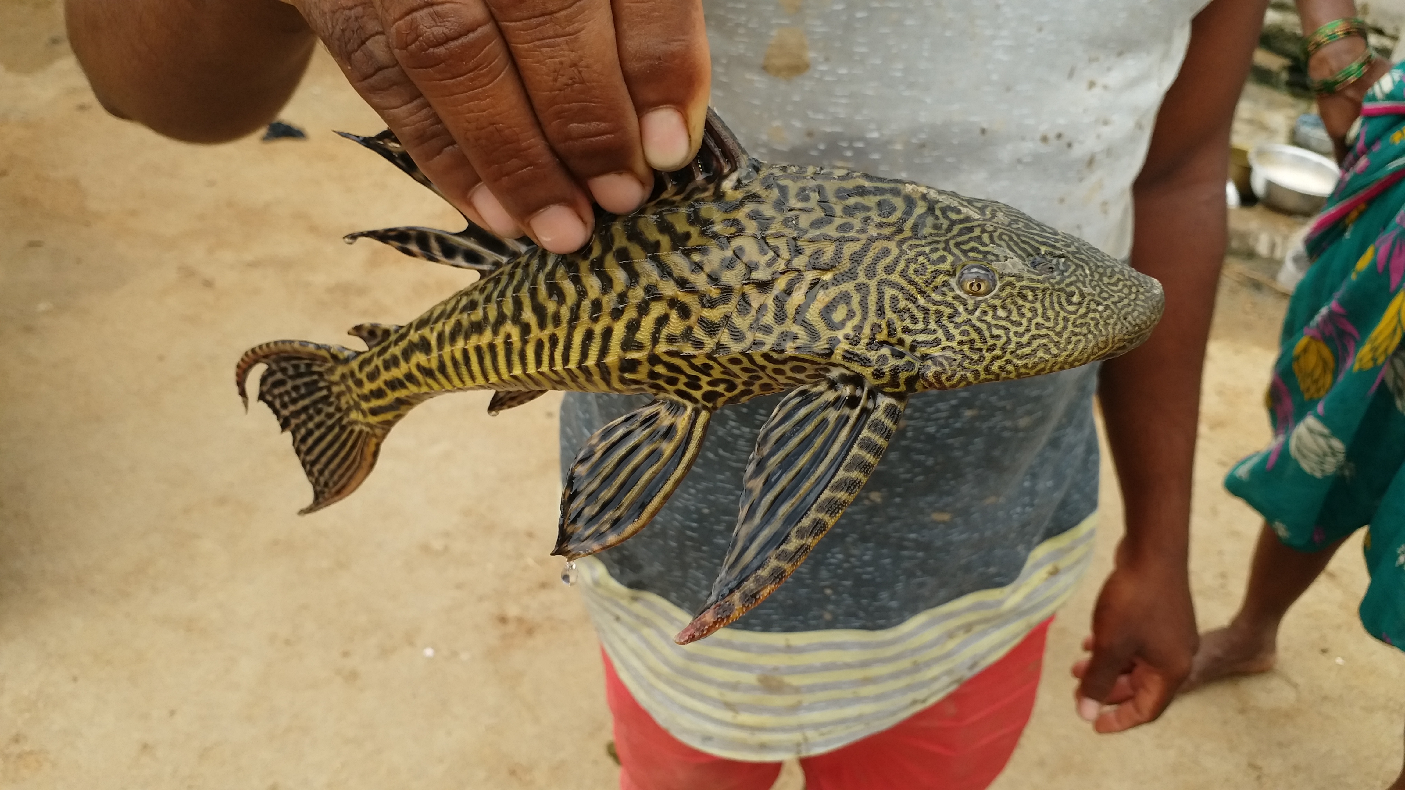 Fishermen found a strange fish