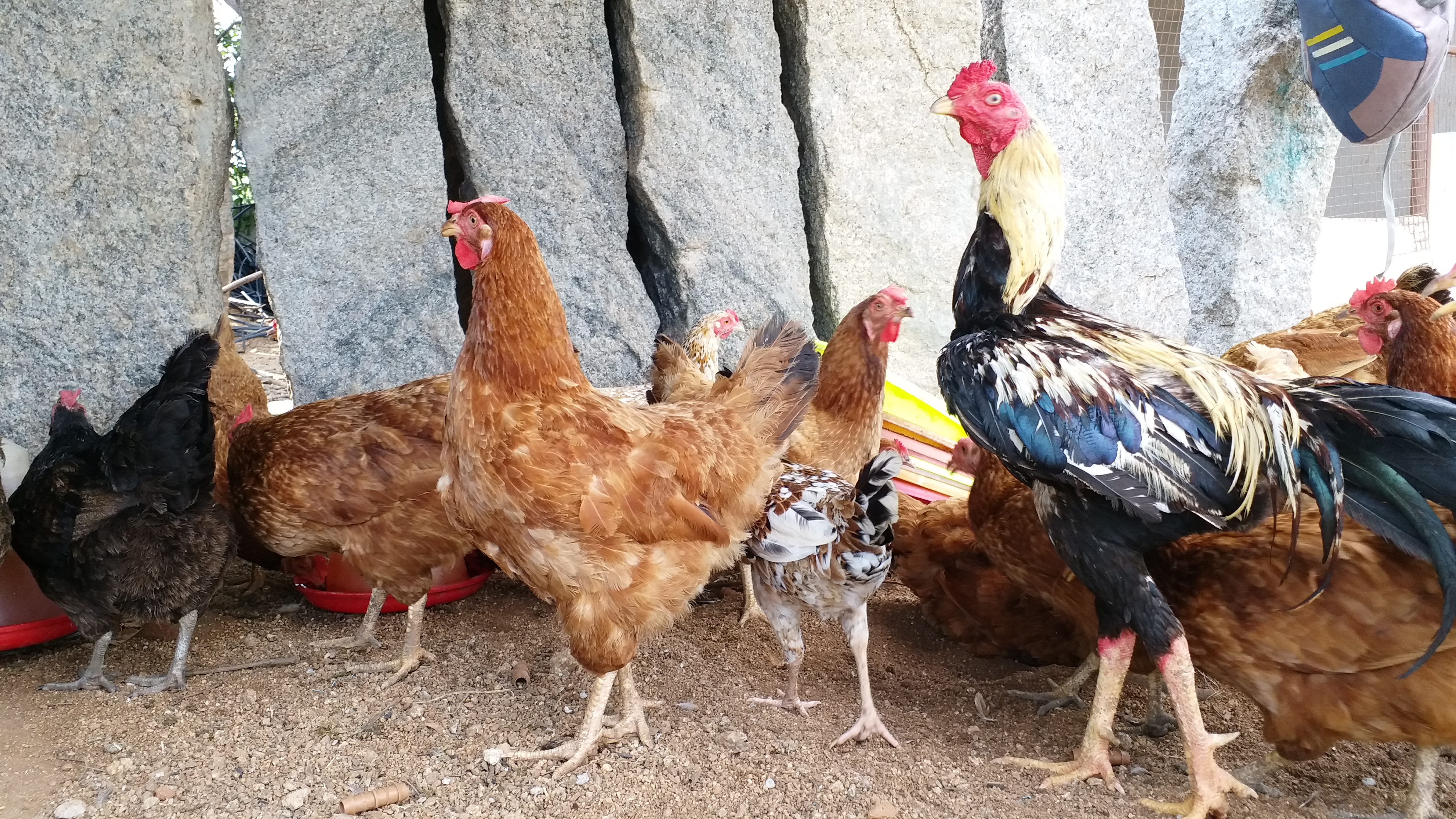 Naresh started Poultry farming in pamukunta village, yadadri bhongir district