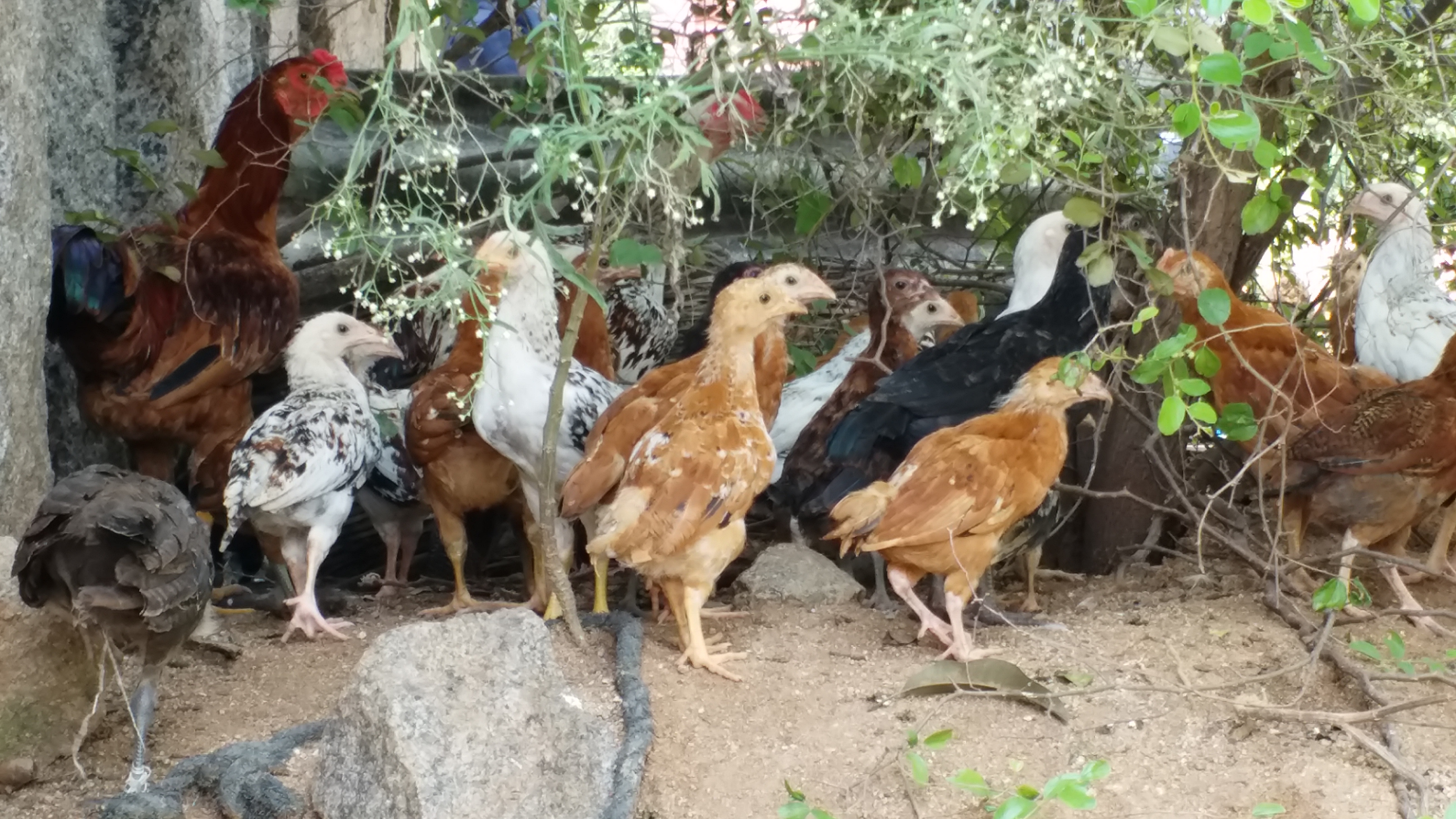 Naresh started Poultry farming in pamukunta village, yadadri bhongir district