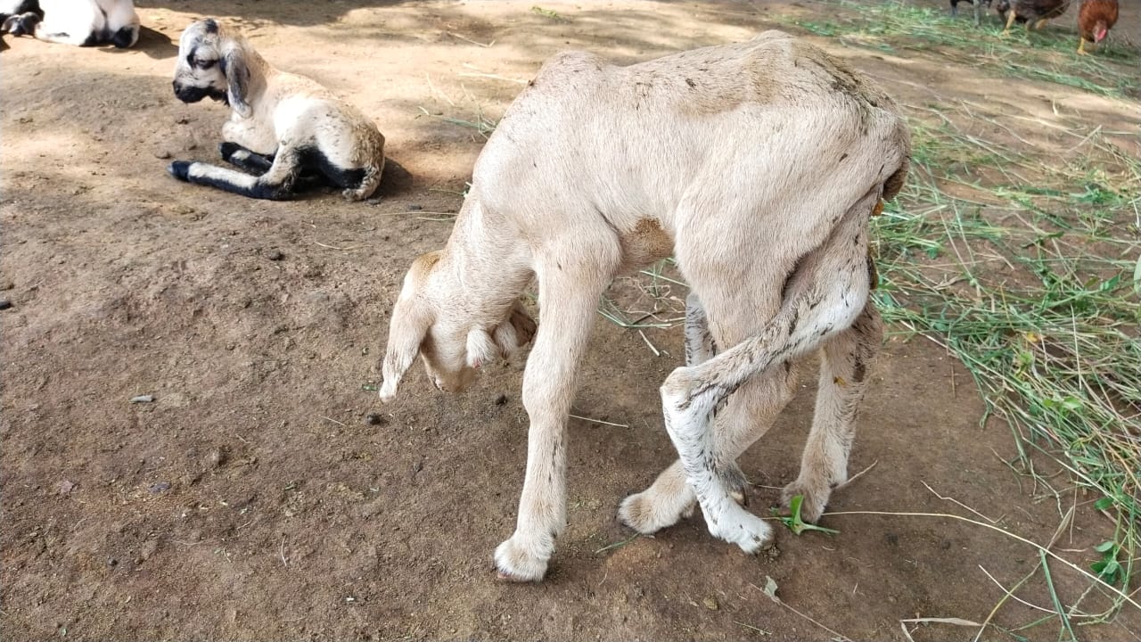 Birth of a lamb with six legs in Mulkala Palli village, Yadadri Bhuvanagiri District