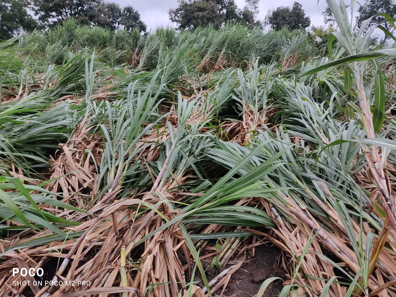 heavy-rain-at-bb-pet-in-kamareddy-district