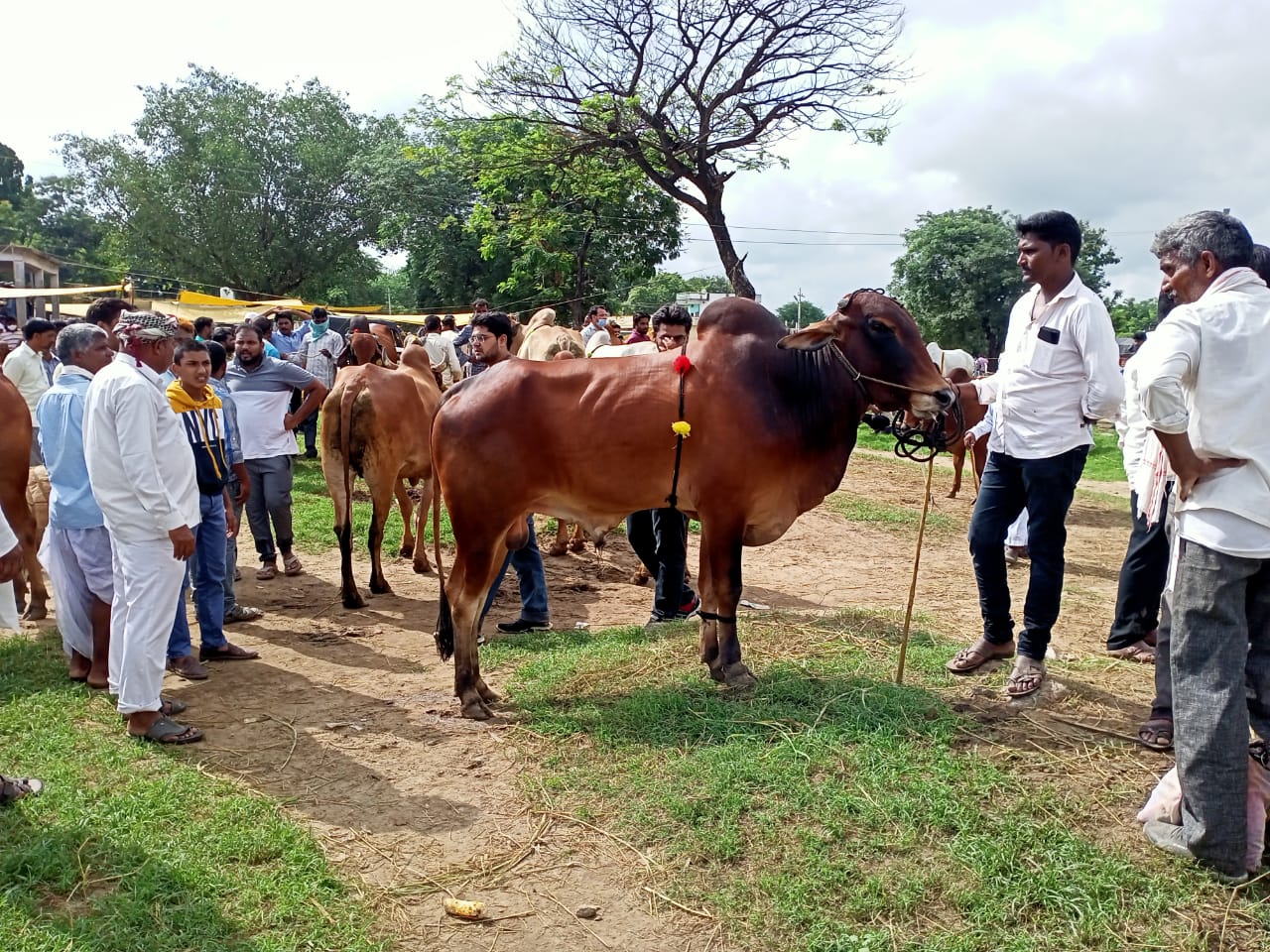 highest cost for a calf, satapur market in nizamabad