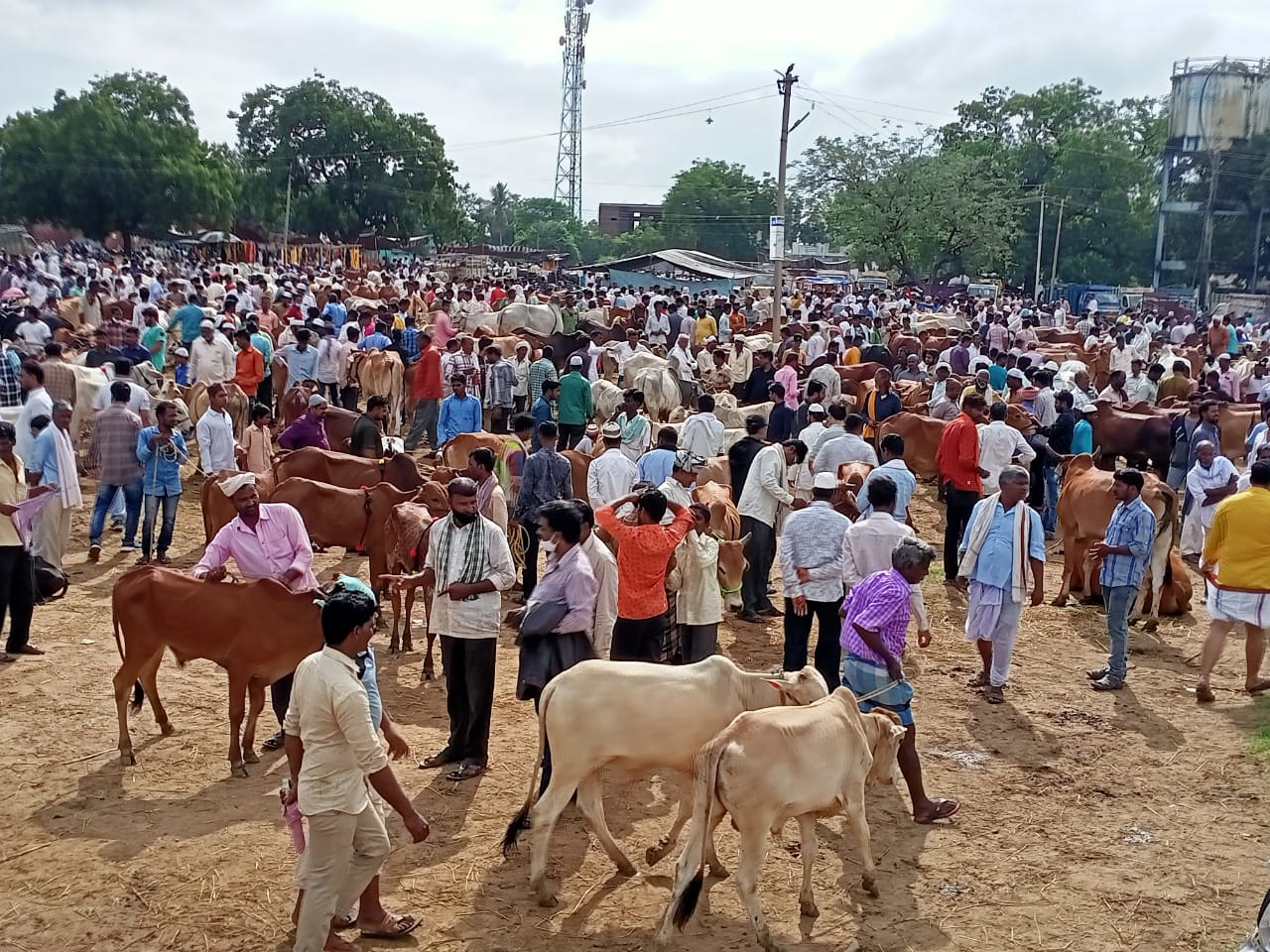 highest cost for a calf, satapur market in nizamabad