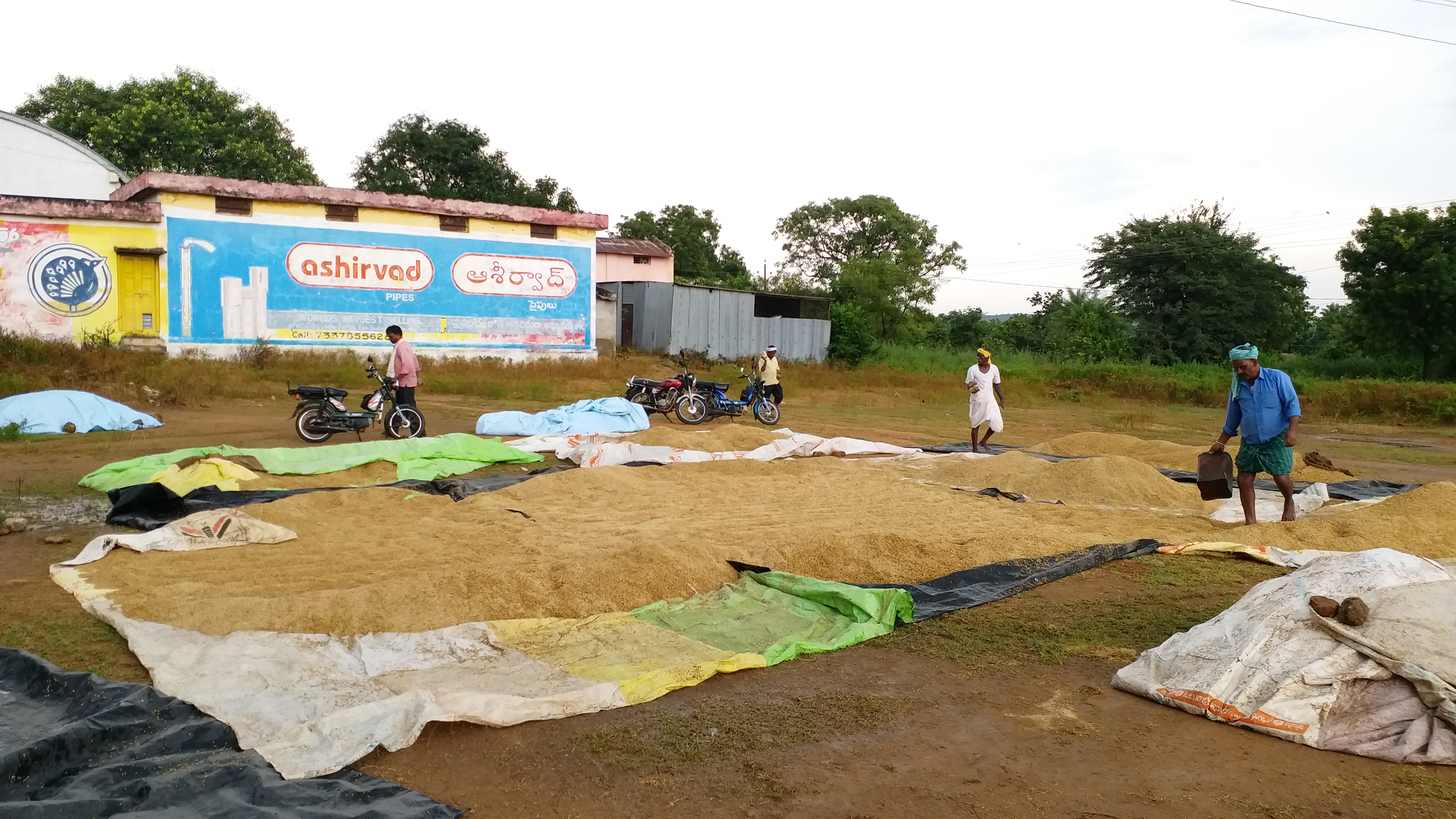 Grain soaked in heavy rain In Kamareddy District