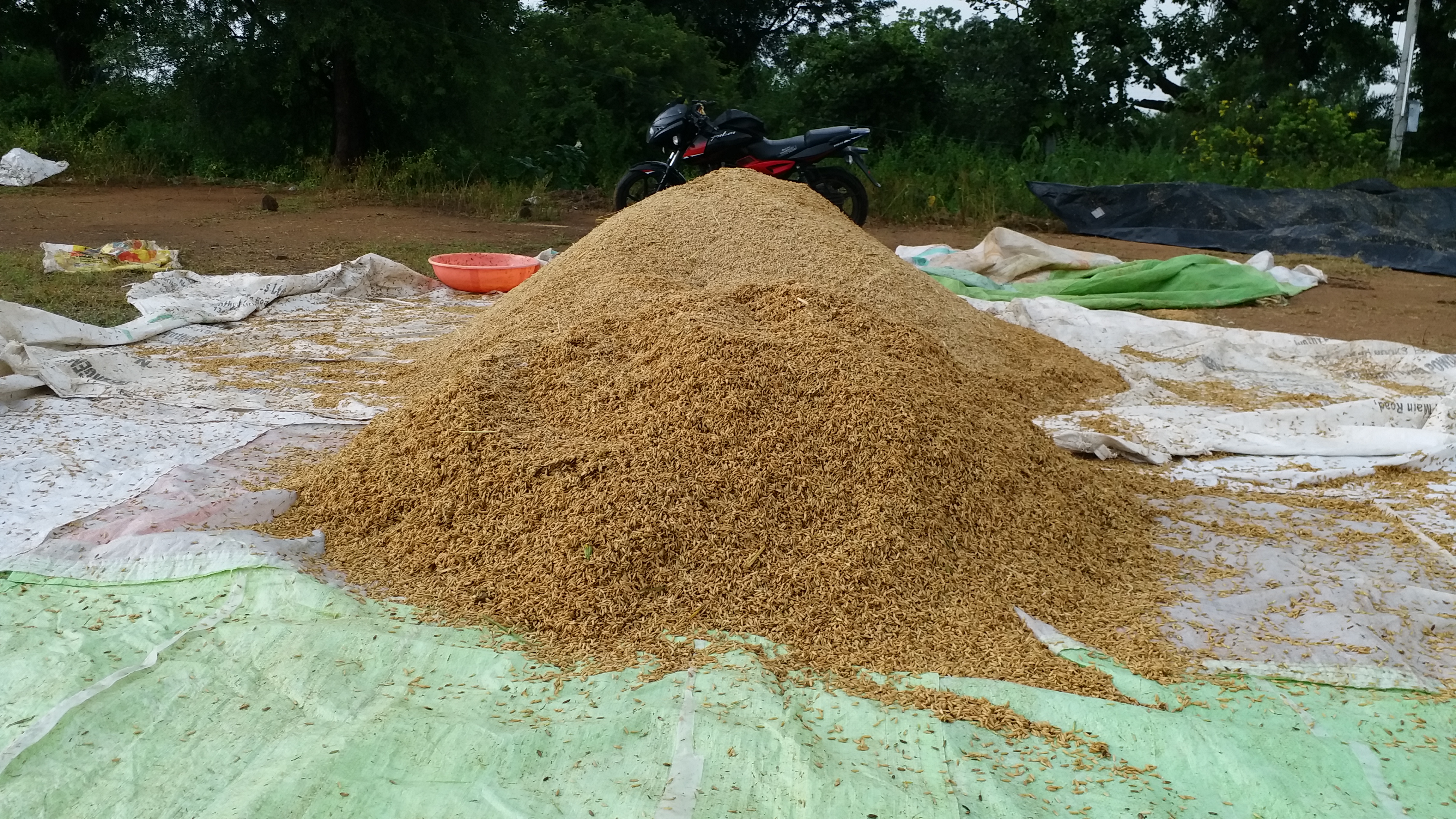 Grain soaked in heavy rain In Kamareddy District