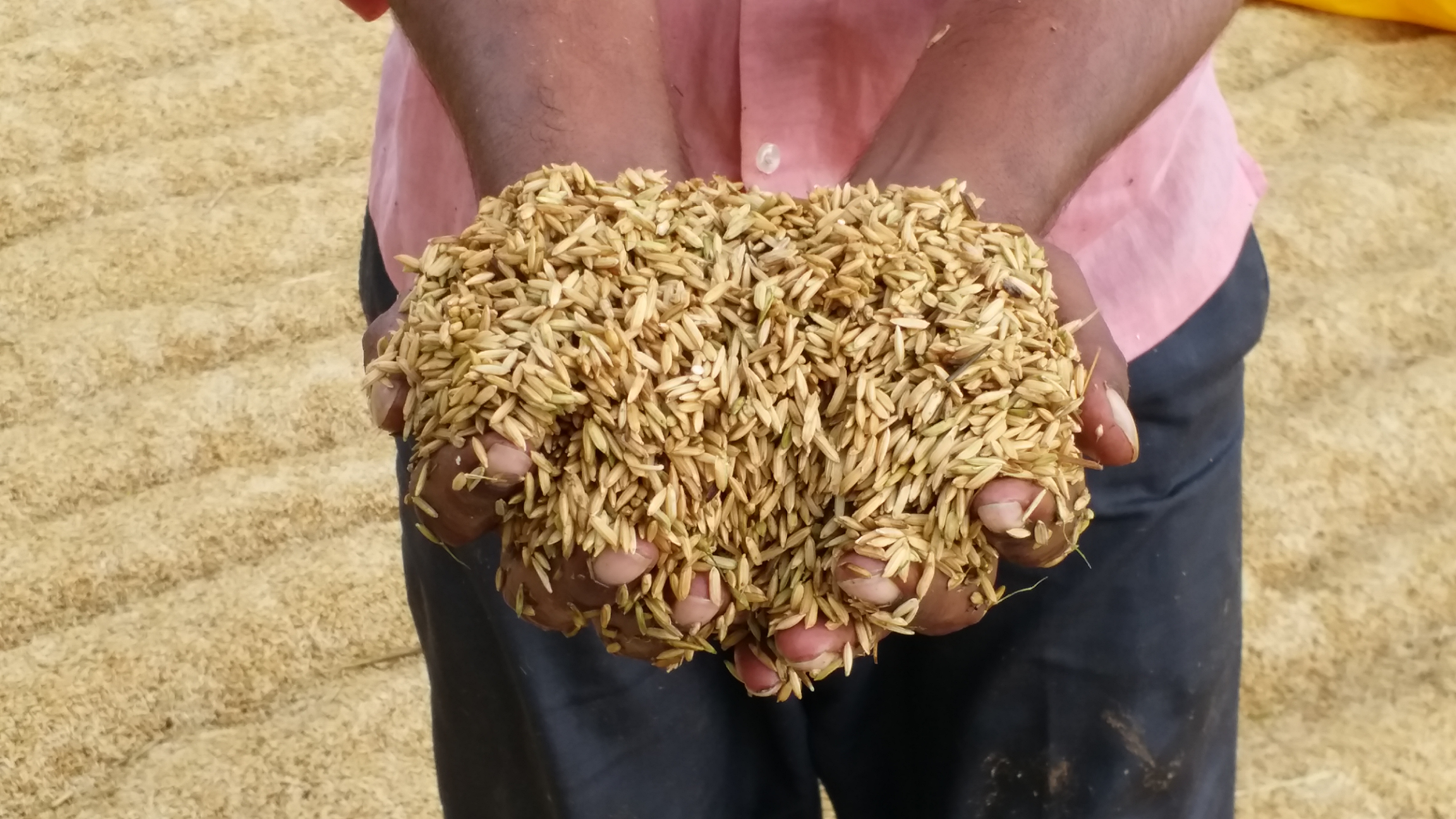 Grain soaked in heavy rain In Kamareddy District