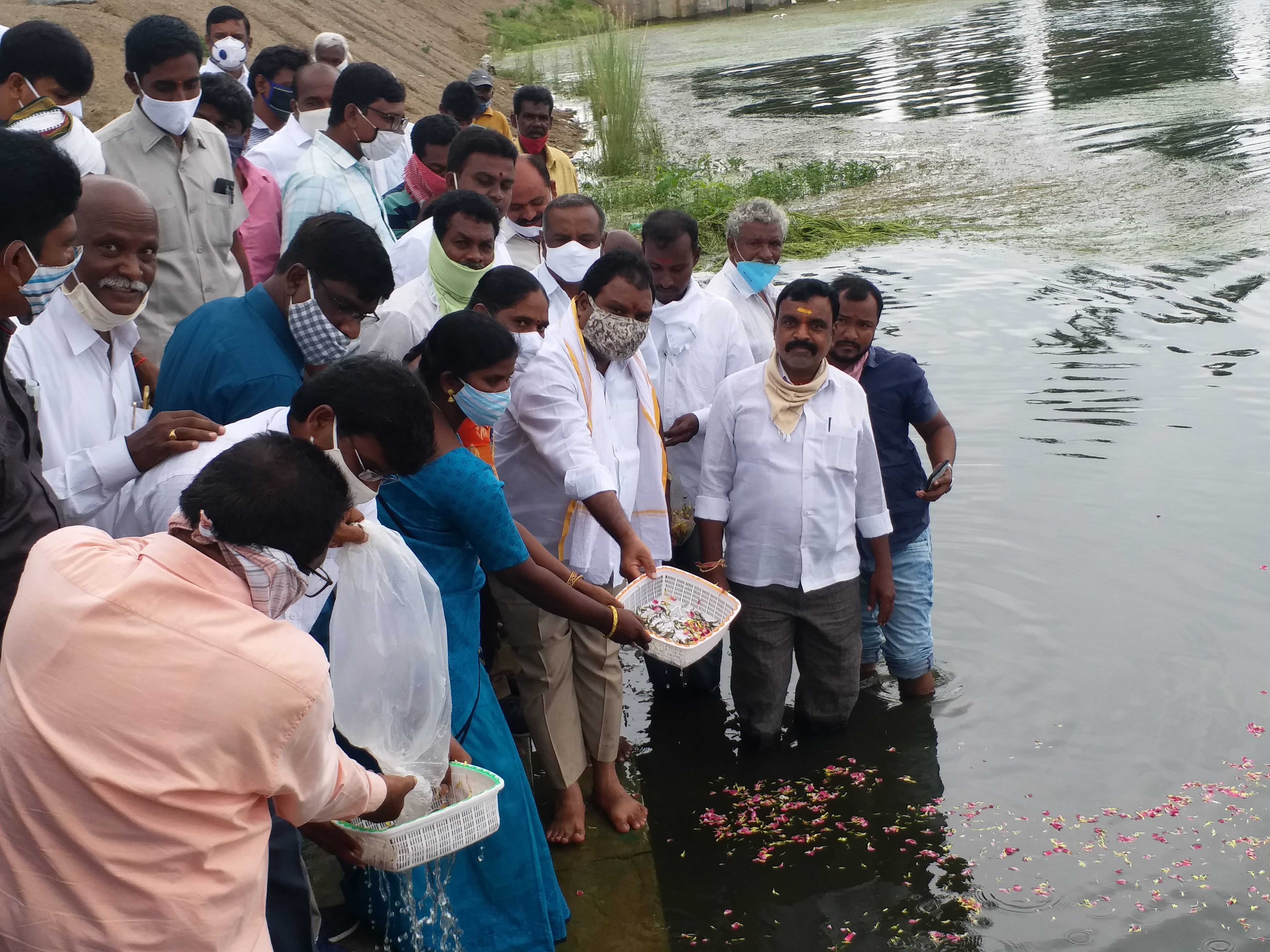 mla-aruri-ramesh-released-fish-at-pedda-cheruvu-in-hasanparthi