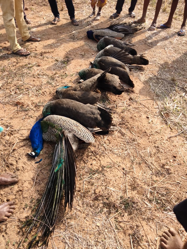 peacocks died