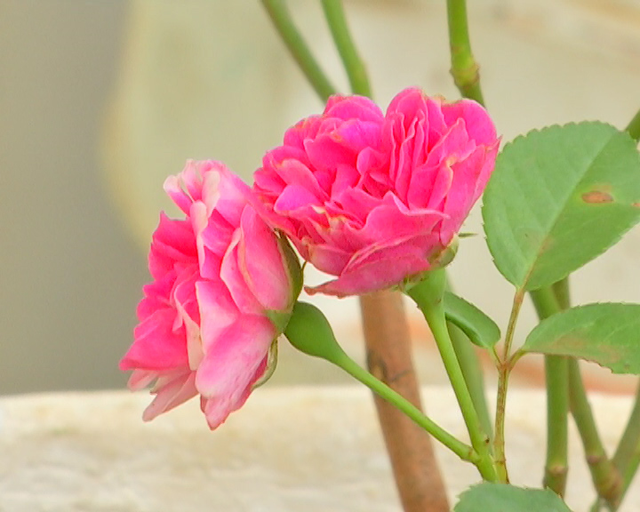 terrace gardening in mahabubnagar