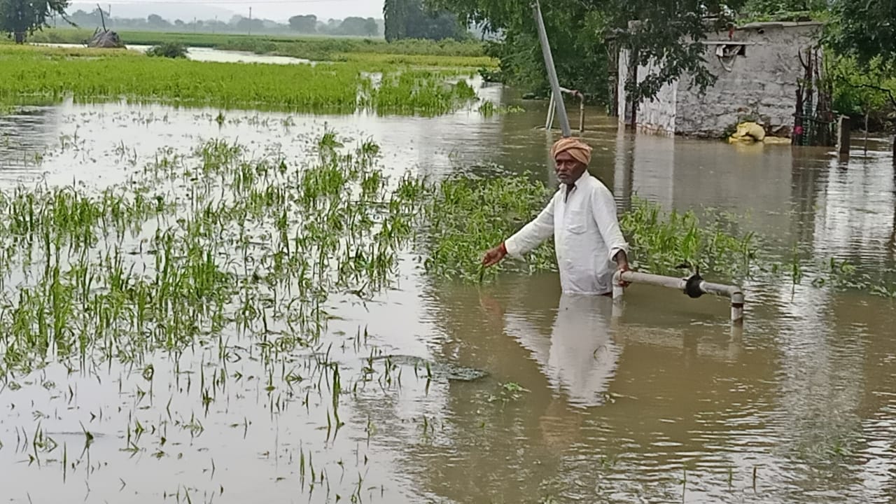 The crop was submerged by the rains in sangareddy district