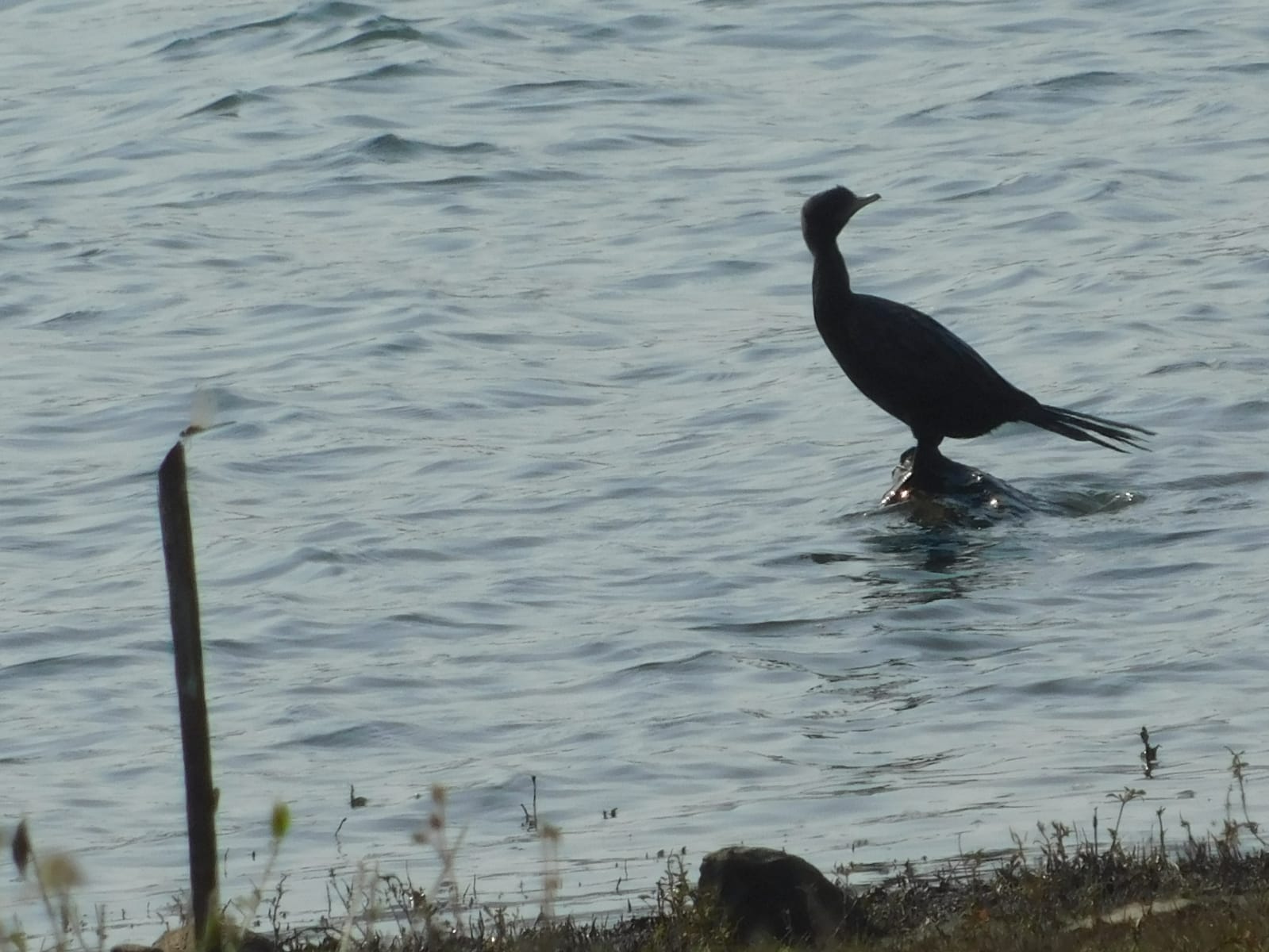 Malkangiri Bird Count End: ମାଲକାନଗିରି ବନ ବିଭାଗ ତରଫରୁ ପକ୍ଷୀଗଣନା ଶେଷ