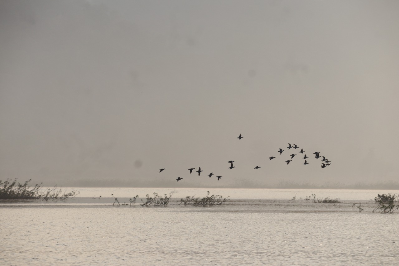 Malkangiri Bird Count End: ମାଲକାନଗିରି ବନ ବିଭାଗ ତରଫରୁ ପକ୍ଷୀଗଣନା ଶେଷ