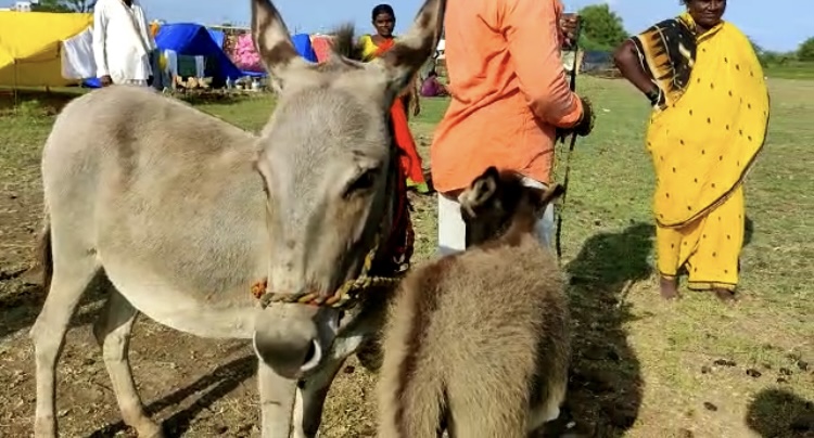 फायदेमंद हाेता है गधी का दूध