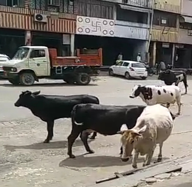 the vegetable market became a free pasture for stray cattle in delhi