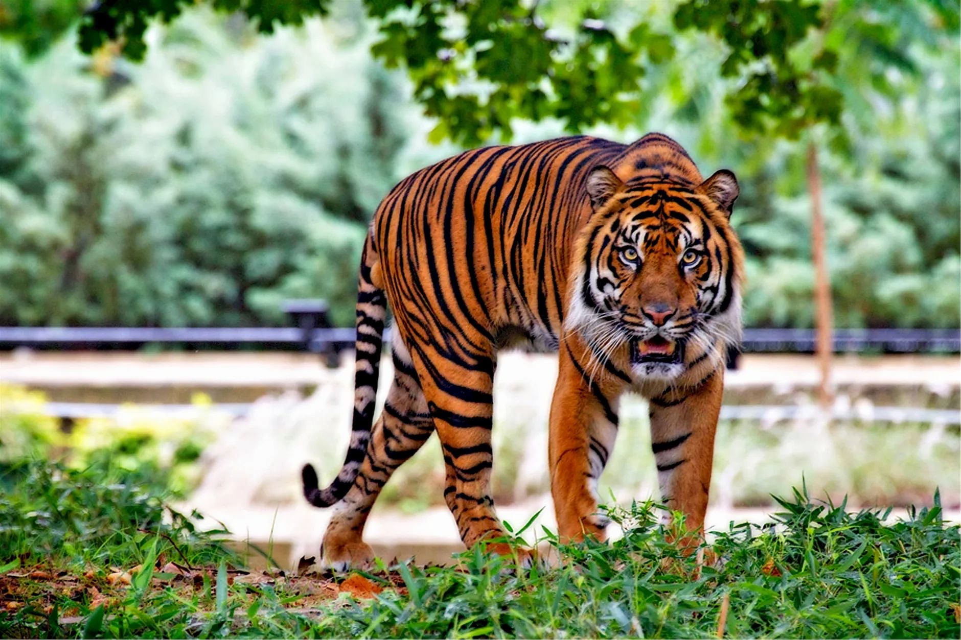 Tiger Day, Sunil Chhetri , India football, World Tiger Day