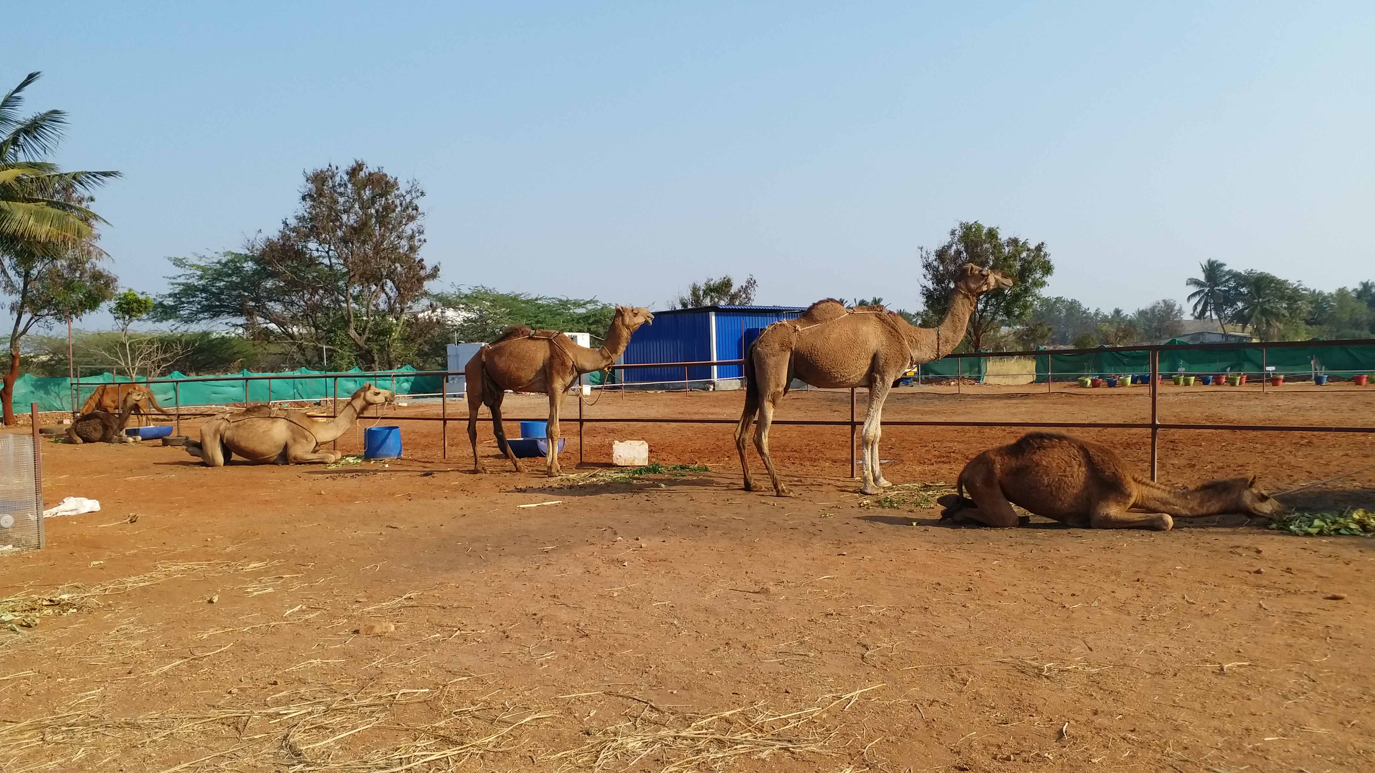 Camel Milk Tea