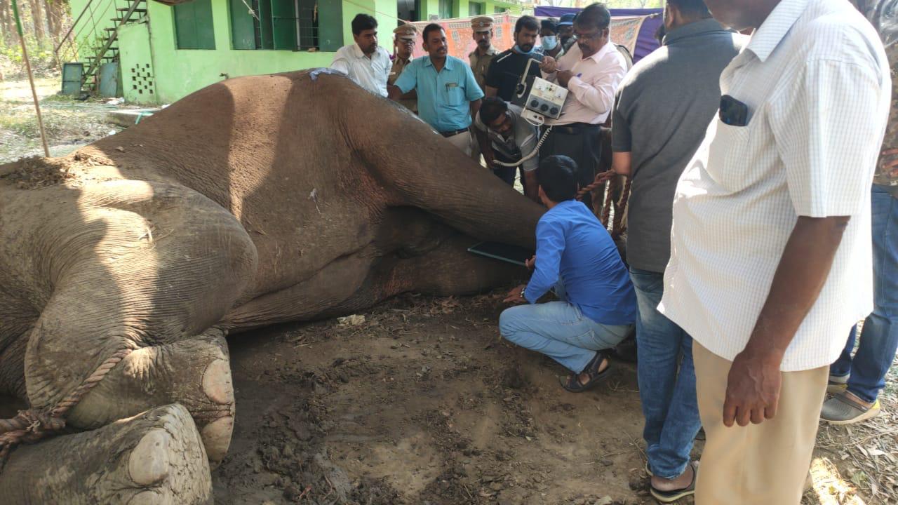 injured wild elephant died