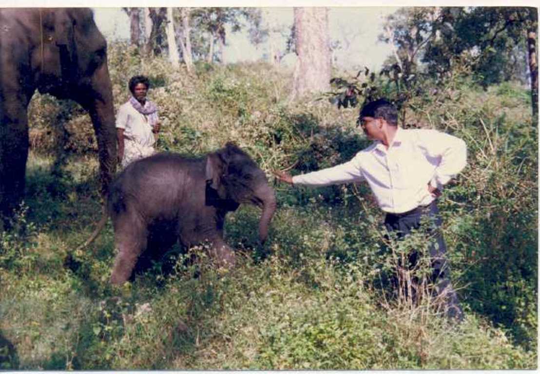 baby elephant