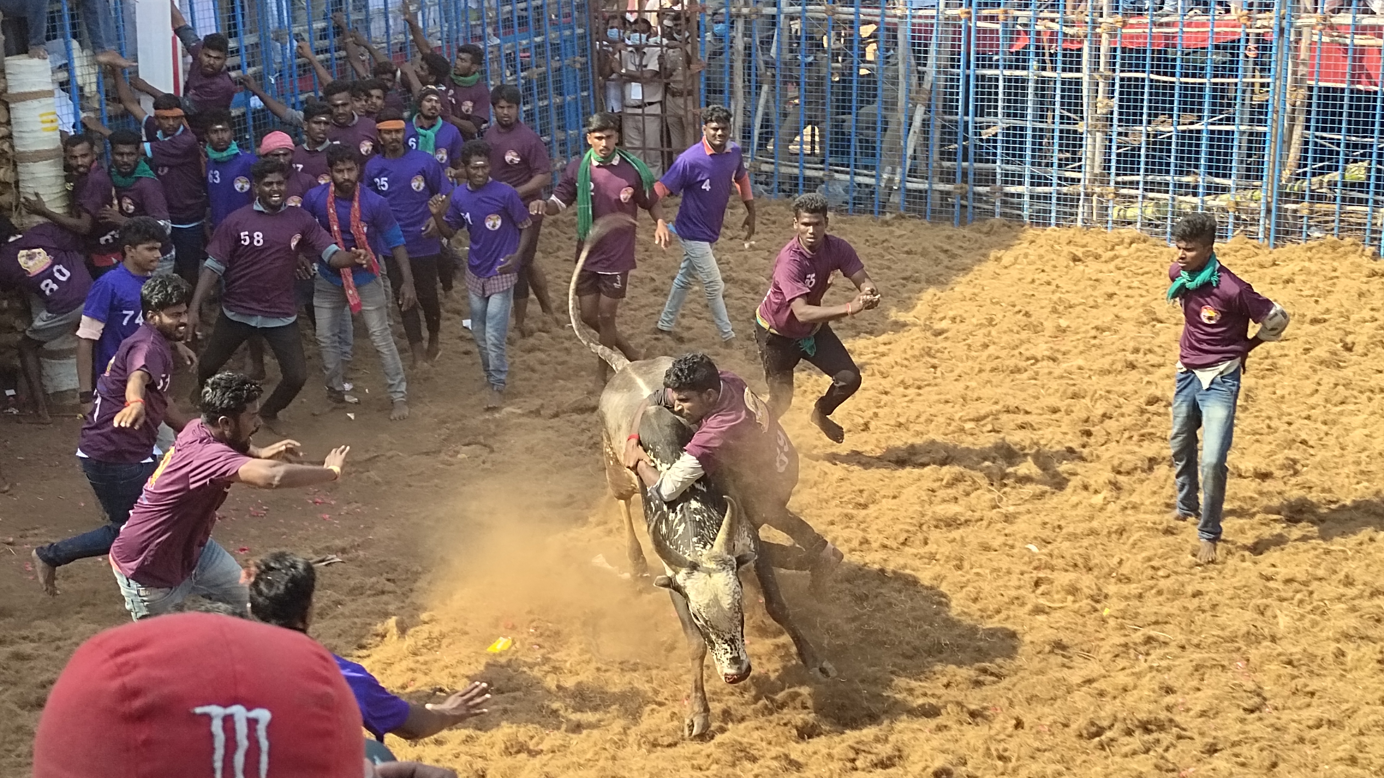 मदुरै निवासी ने जल्लीकट्टू में 21 बैलों को किया