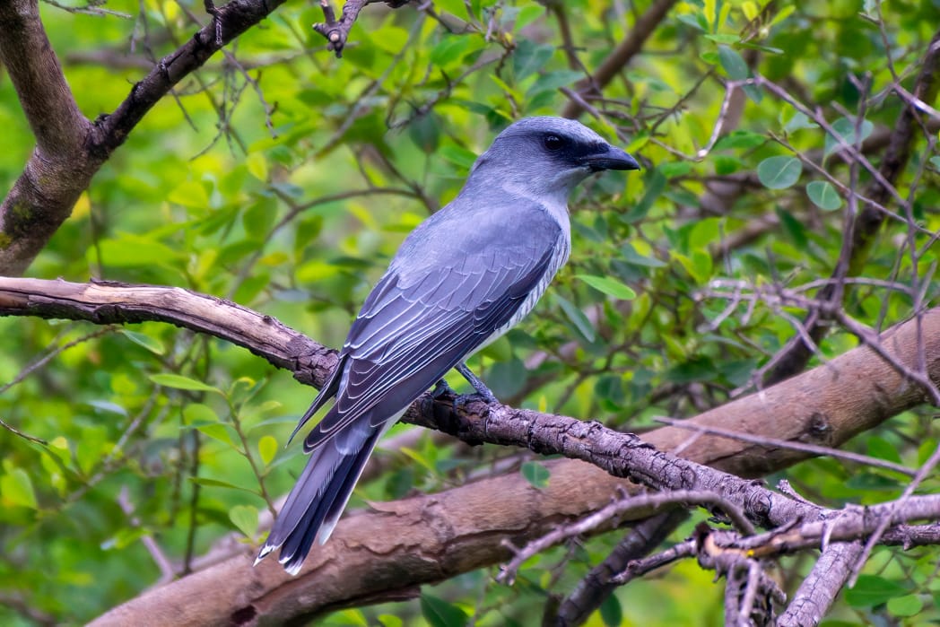 நிலப் பறவைகள் கணக்கெடுப்பு