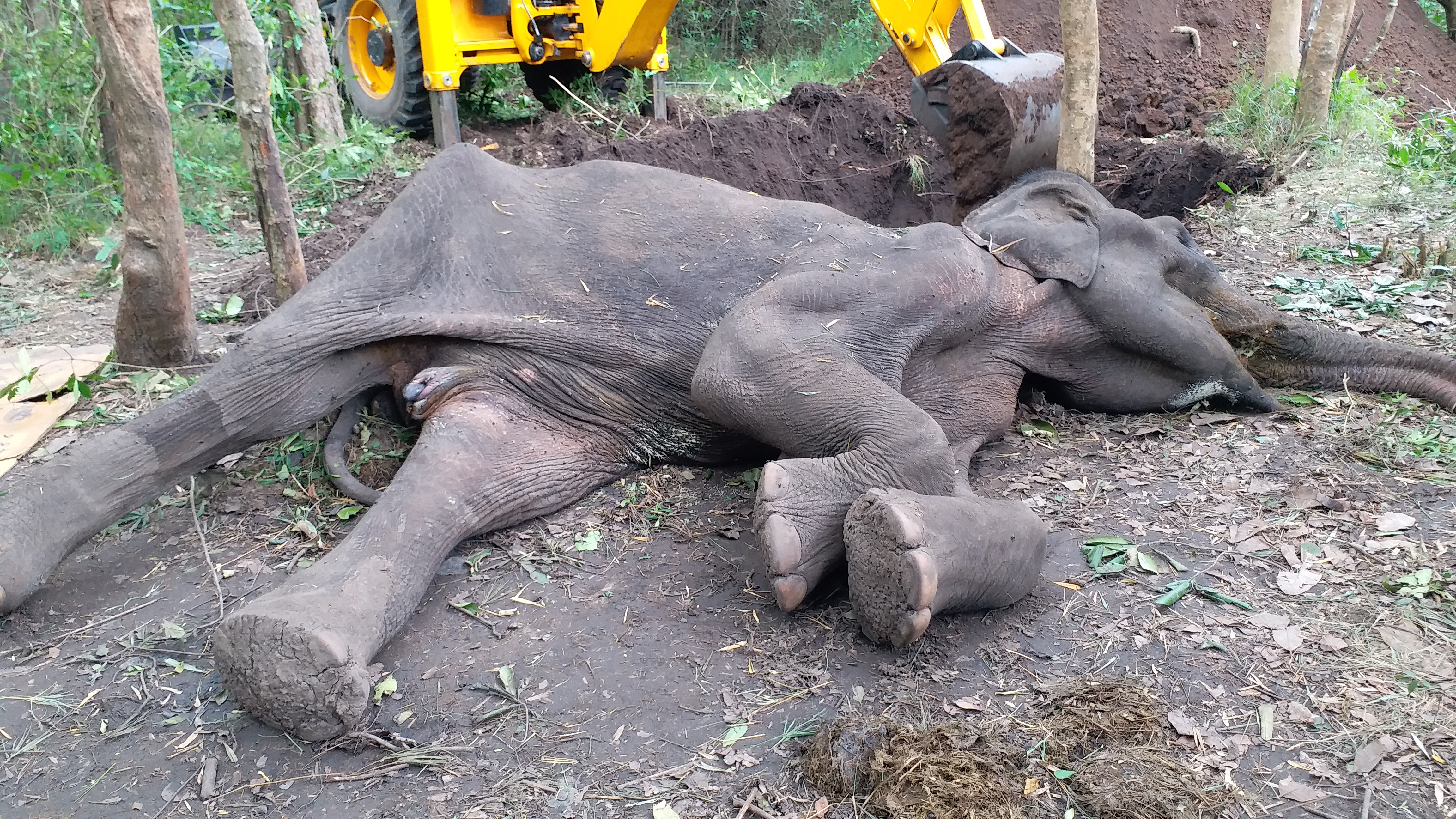 கோவை மாவட்டச் செய்திகள்  கோவை யானை மரணம்  குரோனிக் பாய்சன்  elephant death  covai elephant death  chronic poison